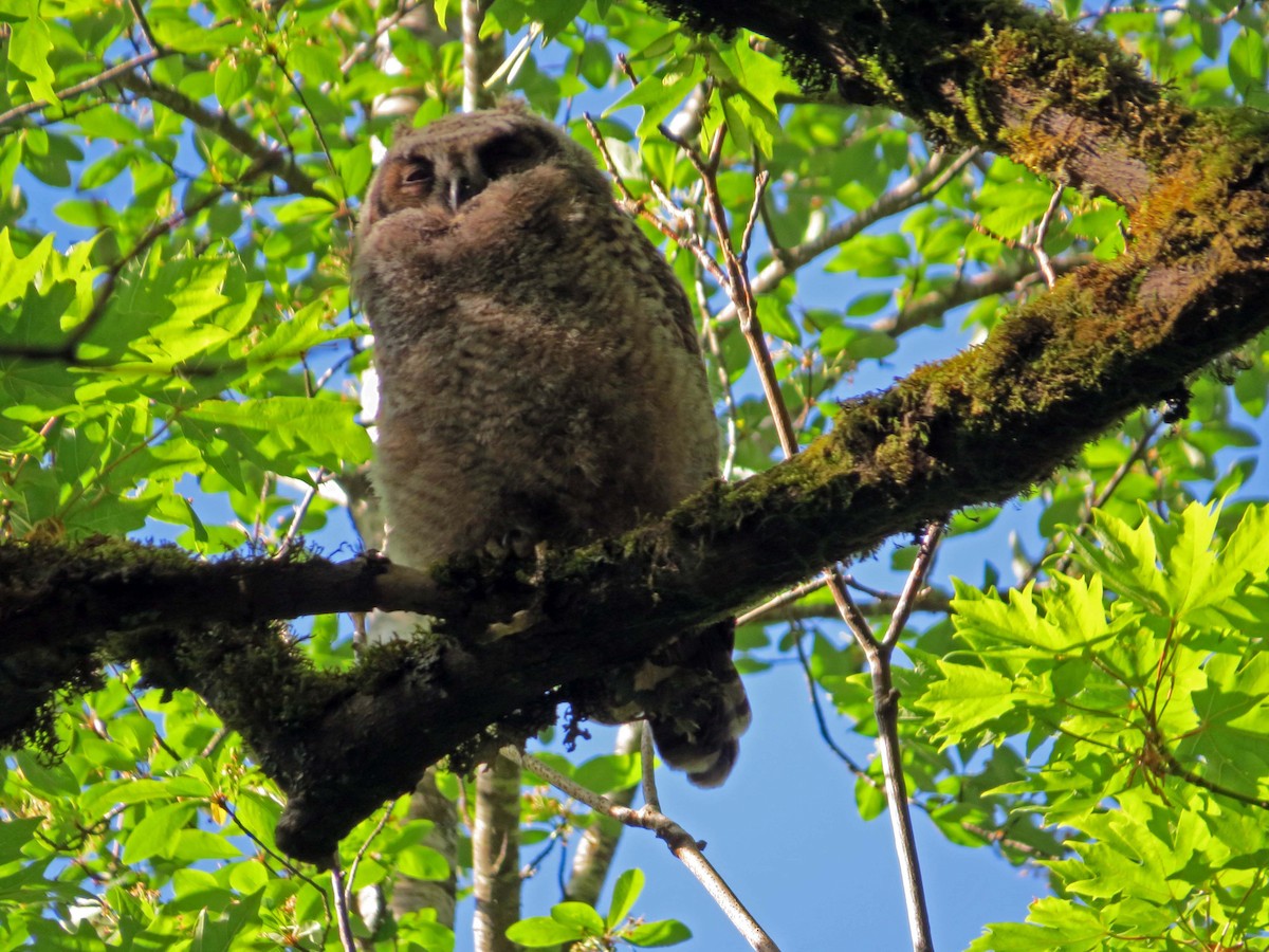 Great Horned Owl - ML236395591