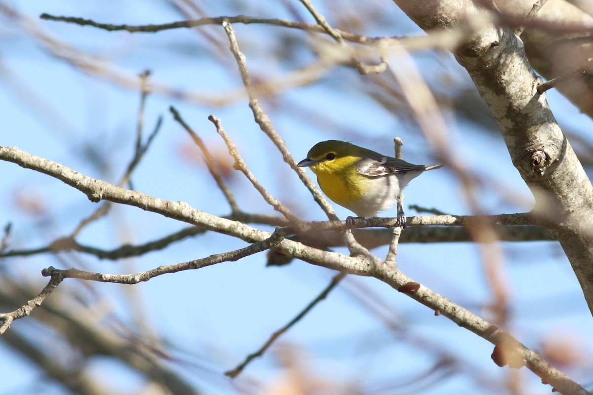 Yellow-throated Vireo - Liam Waters