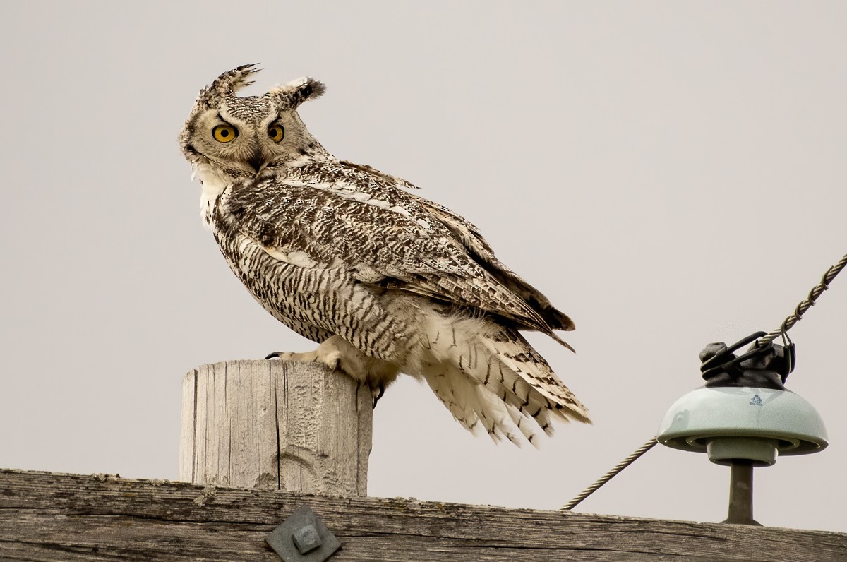 Great Horned Owl - ML236397071