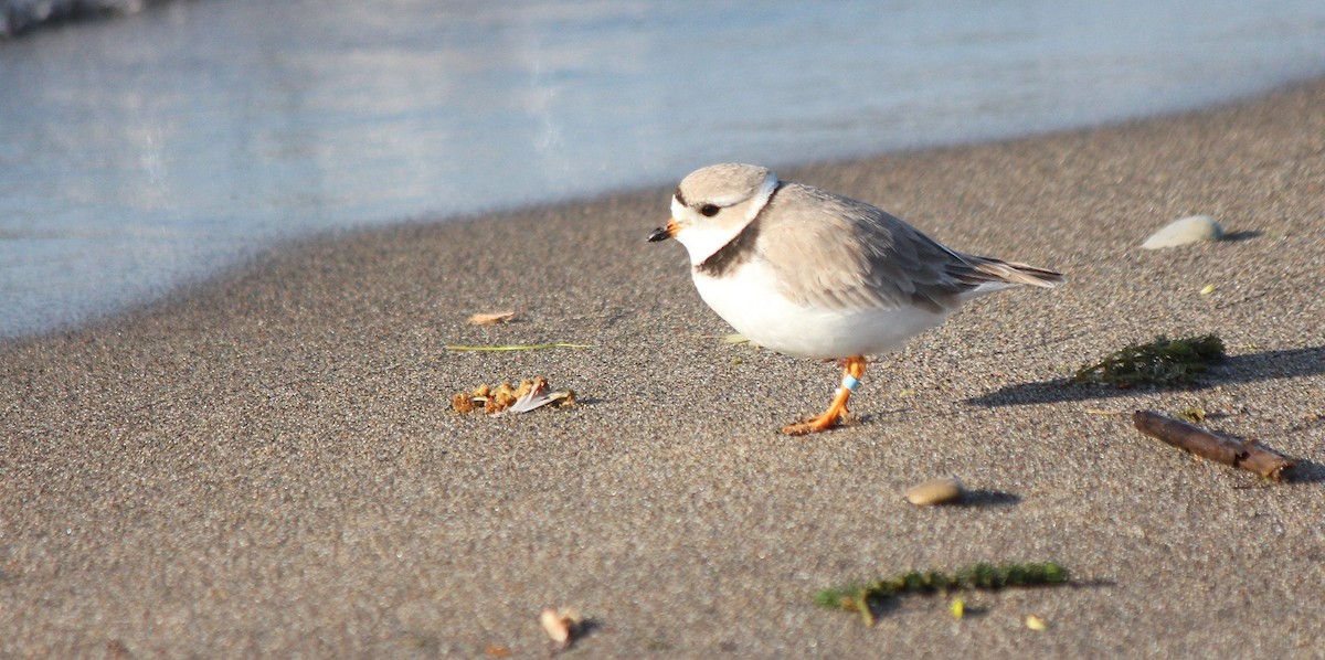 Piping Plover - ML236400911