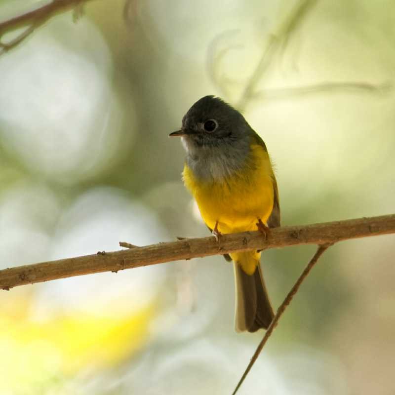 Gray-headed Canary-Flycatcher - Able Lawrence