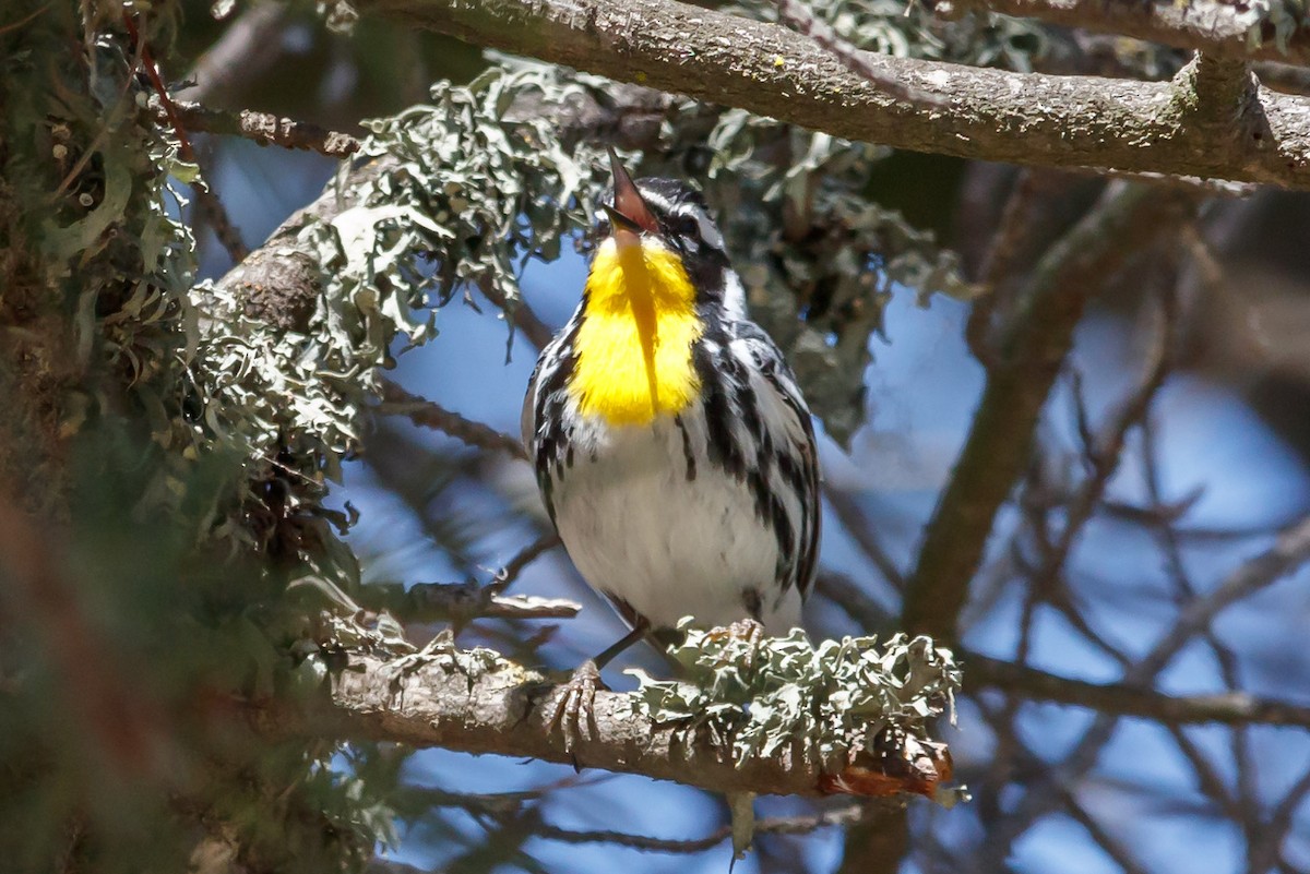 Yellow-throated Warbler - ML236402991