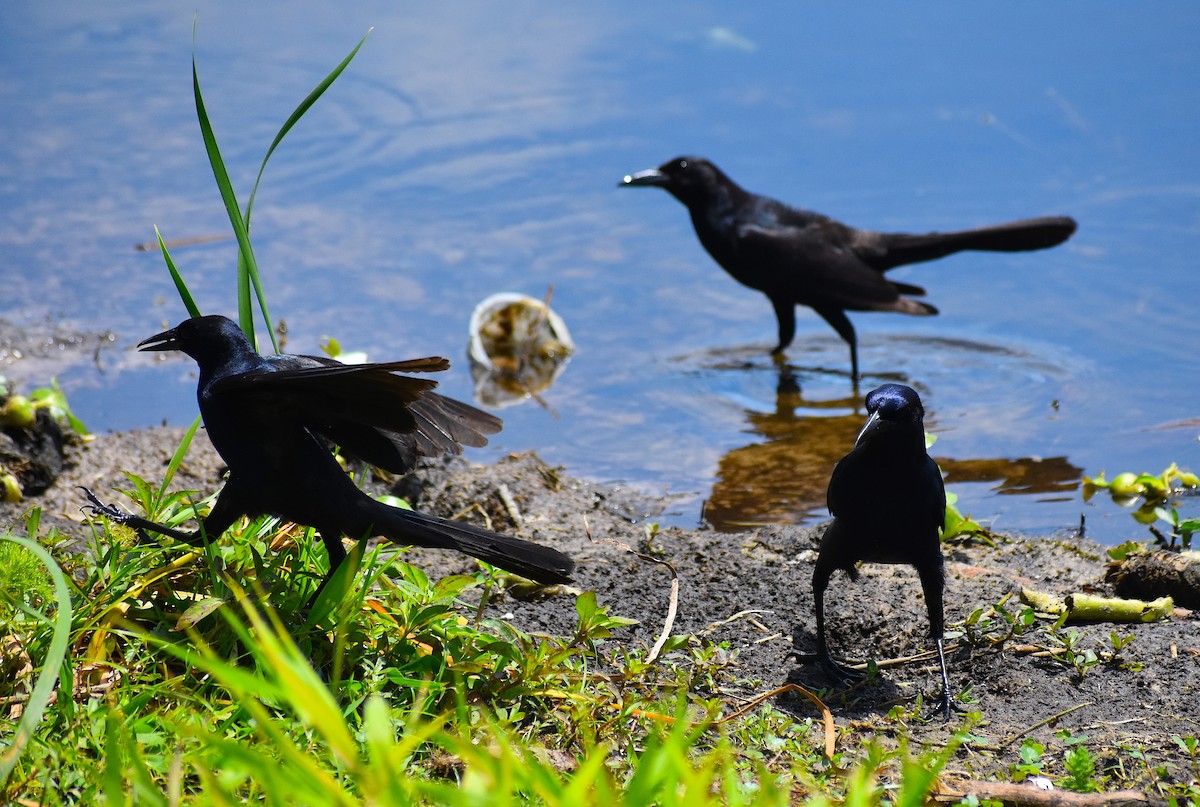 Boat-tailed Grackle - ML236406271