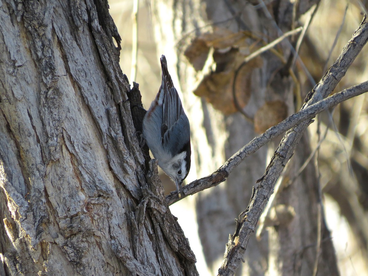 White-breasted Nuthatch (Interior West) - ML23641011