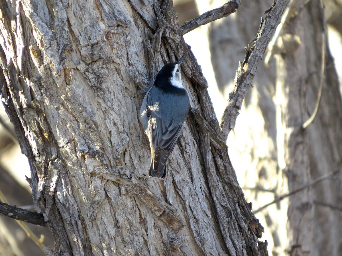 White-breasted Nuthatch (Interior West) - ML23641021