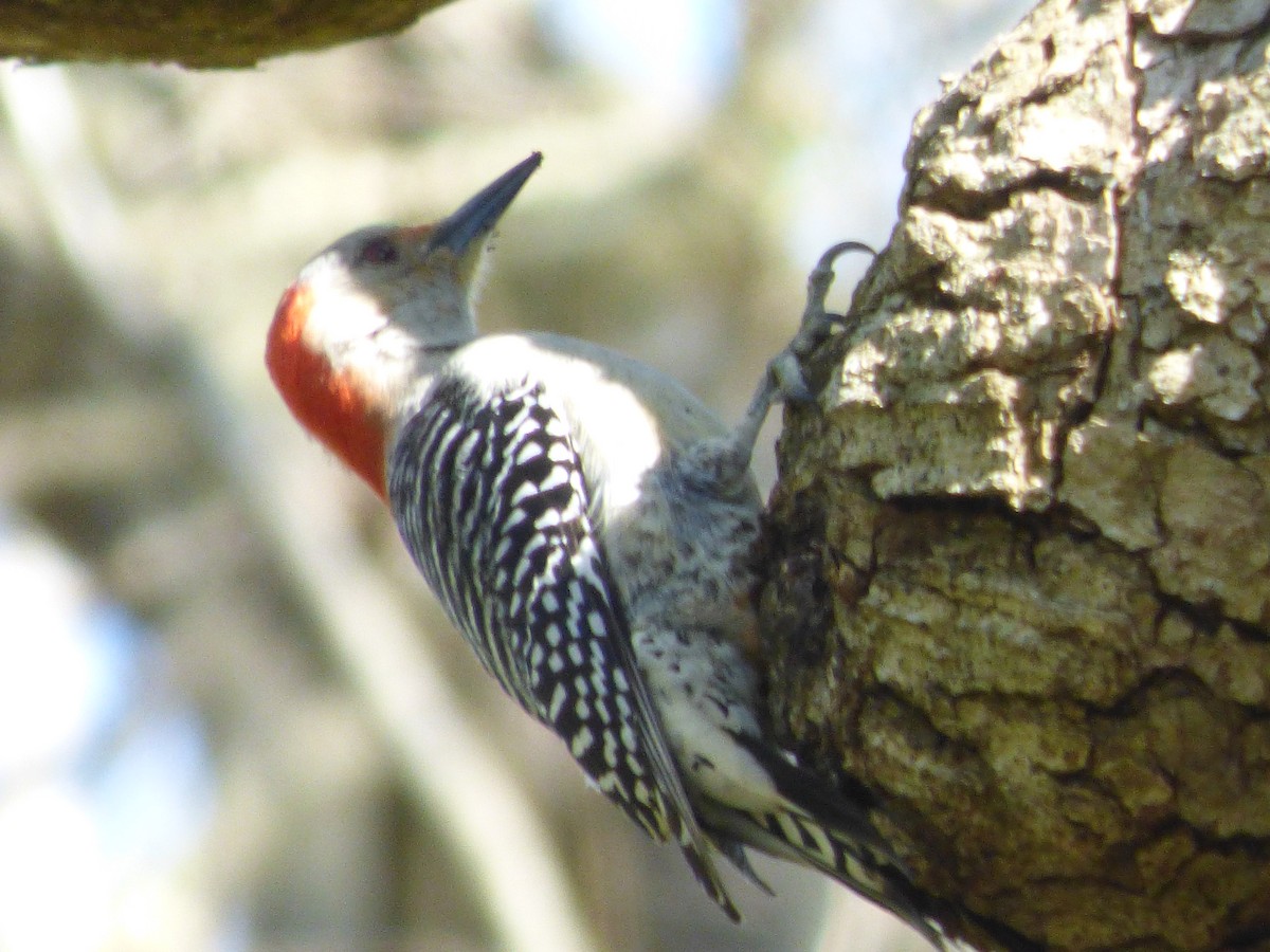 Red-bellied Woodpecker - Quinn F.