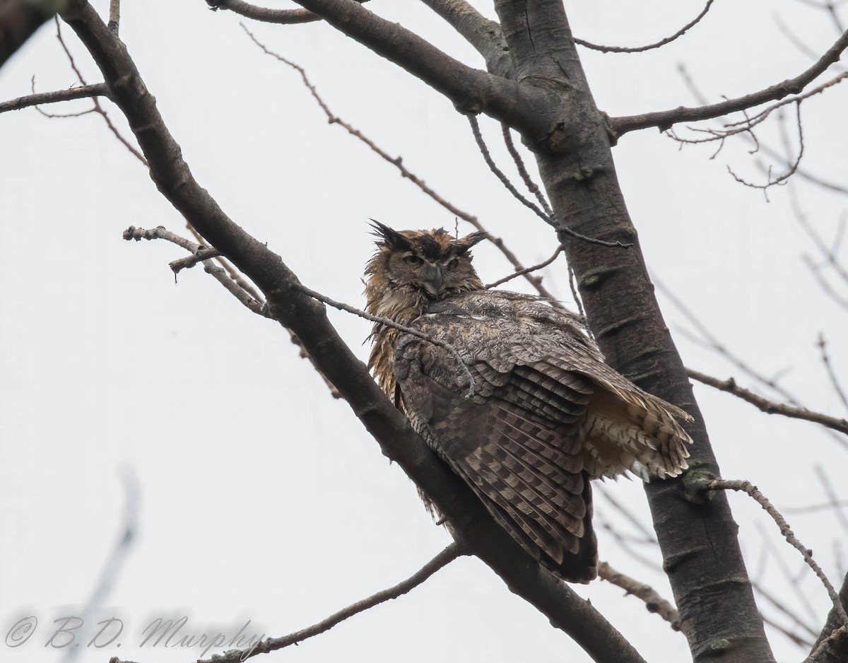 Great Horned Owl - ML236416161