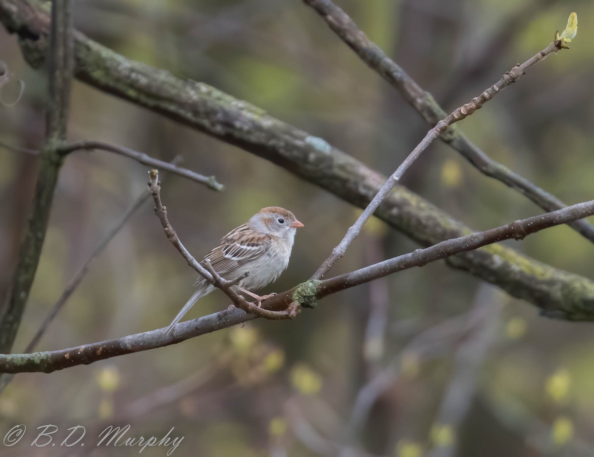 Field Sparrow - Brad Murphy