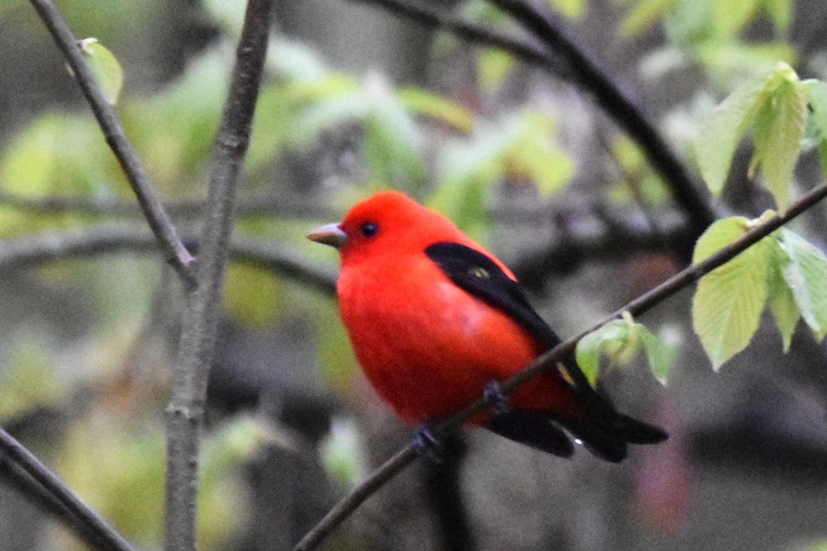 Scarlet Tanager - ML236422461