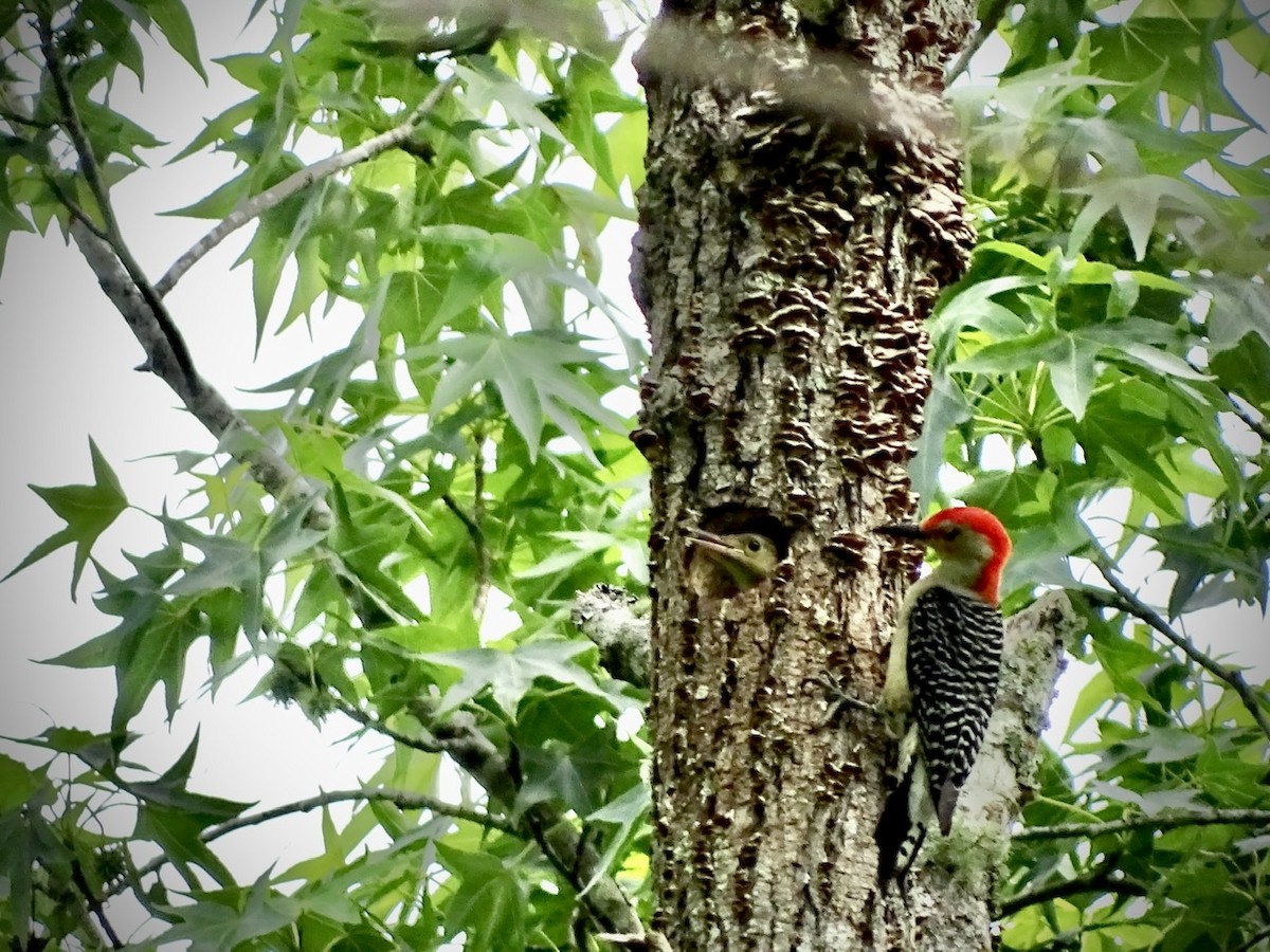 Red-bellied Woodpecker - ML236423591