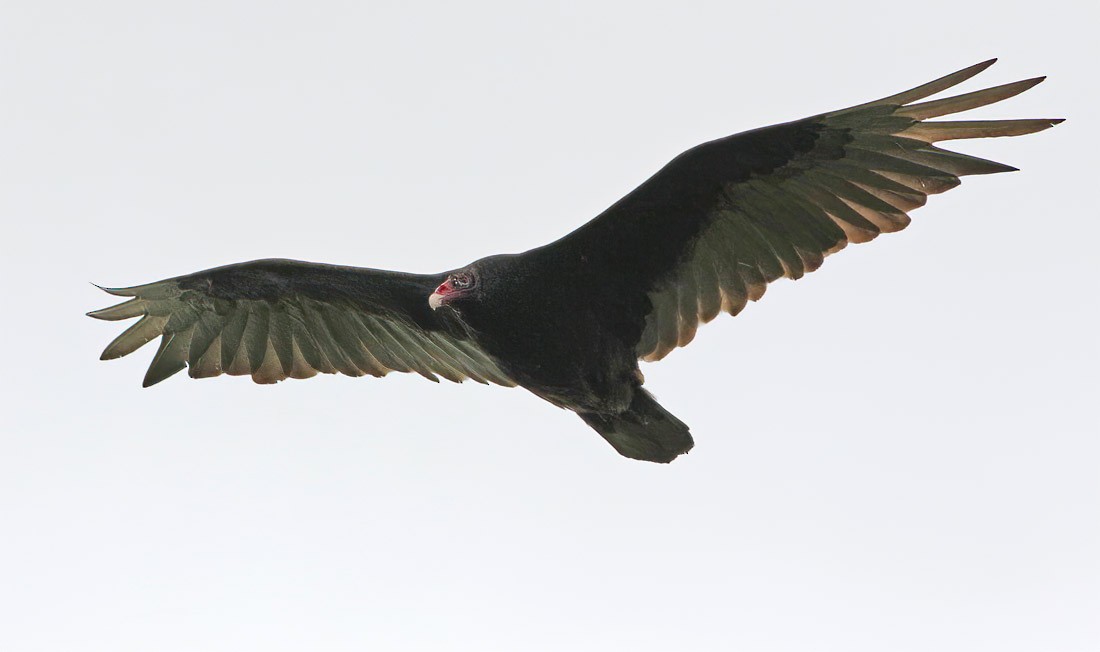 Turkey Vulture - Jay Gilliam