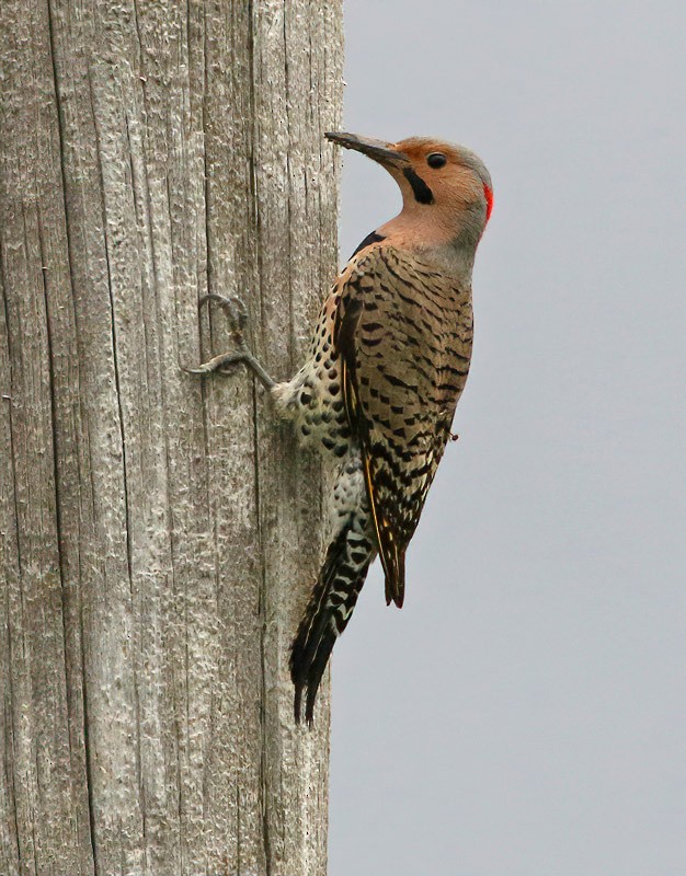 Northern Flicker (Yellow-shafted) - ML236425461