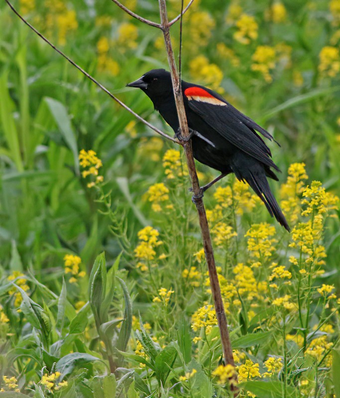 Red-winged Blackbird - Jay Gilliam