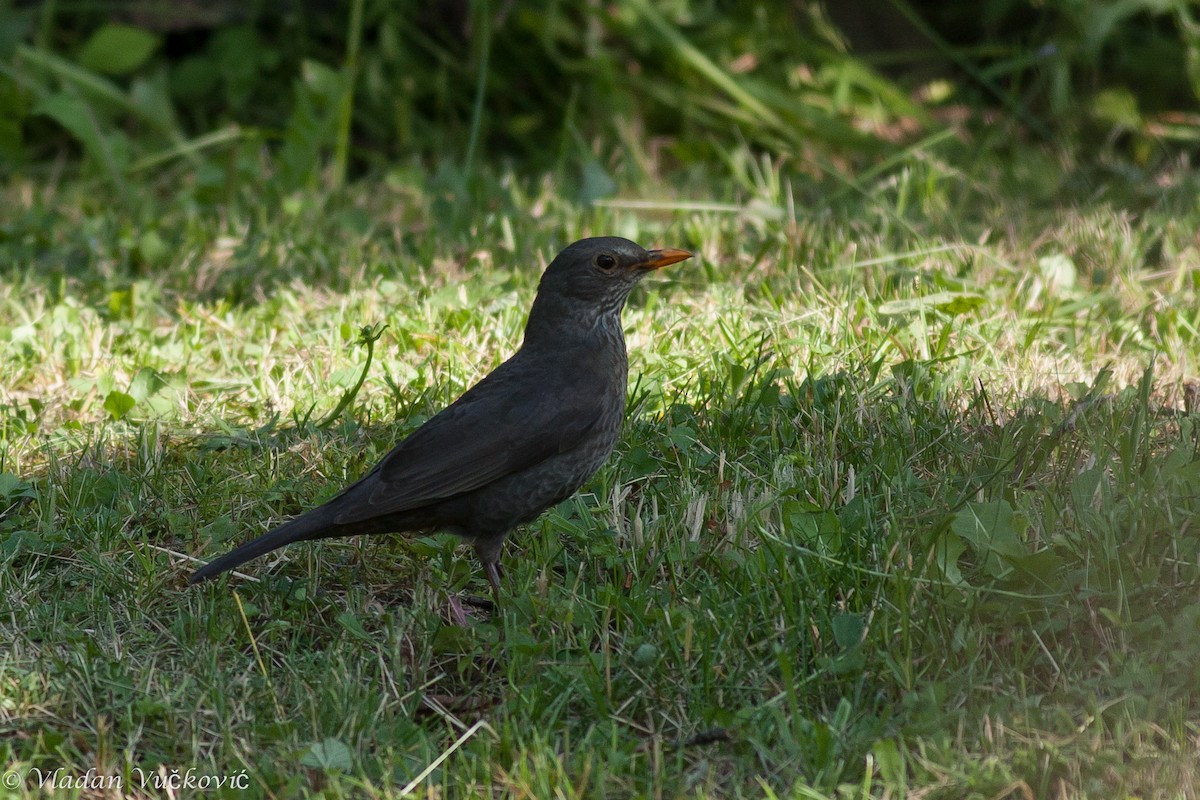 Eurasian Blackbird - ML23642911