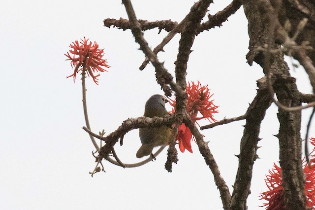 ホオジロオリーブキンパラ Ebird