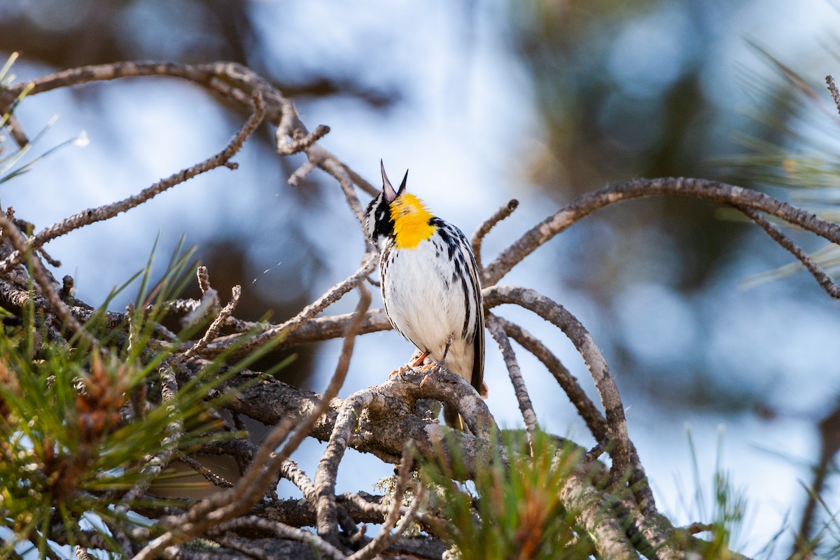 Yellow-throated Warbler - ML236435051