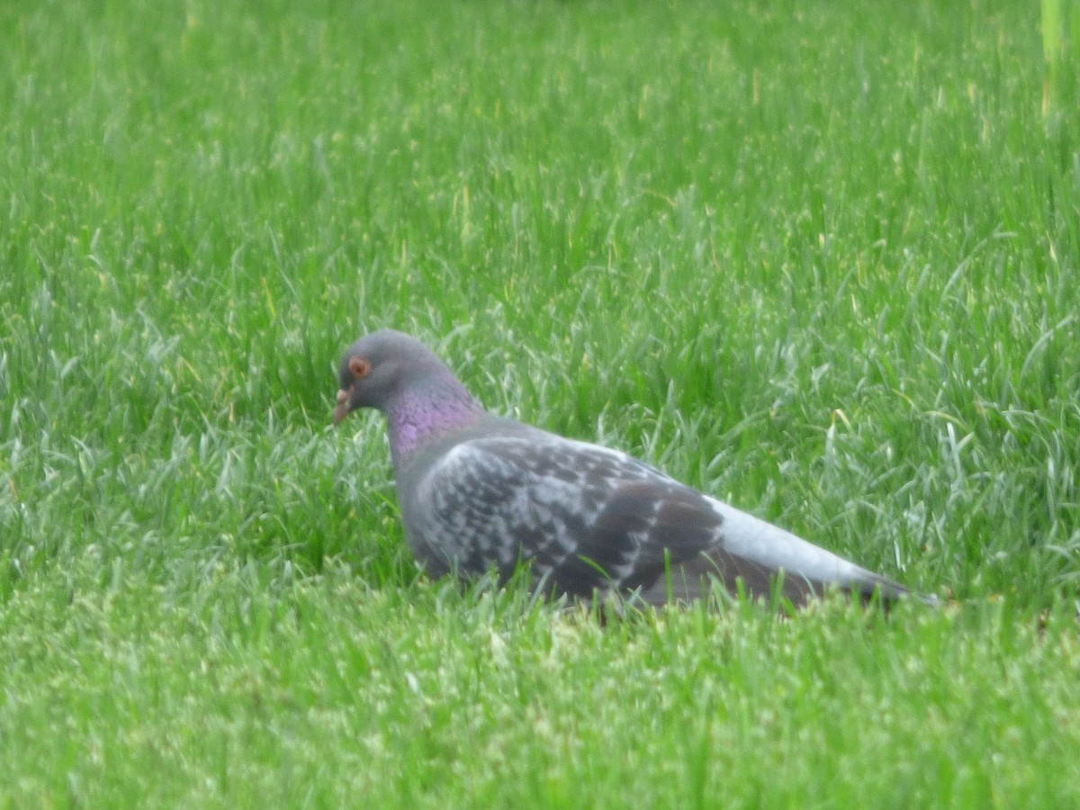 Rock Pigeon (Feral Pigeon) - ML236436721