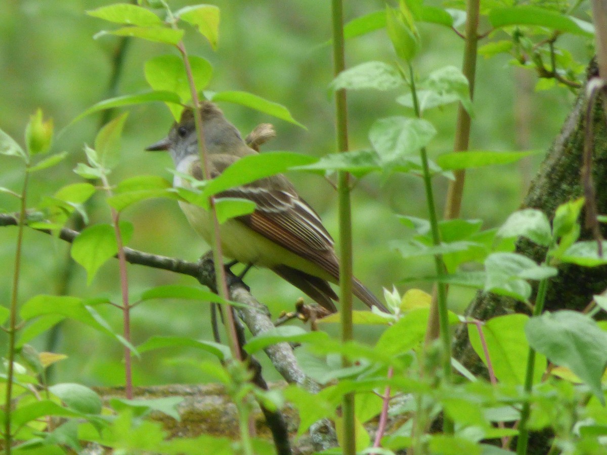 Great Crested Flycatcher - ML236436971