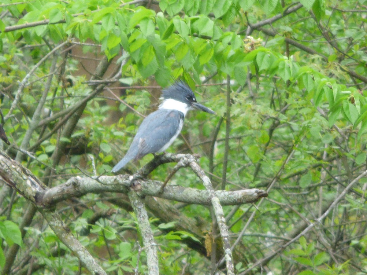 Belted Kingfisher - ML236437461