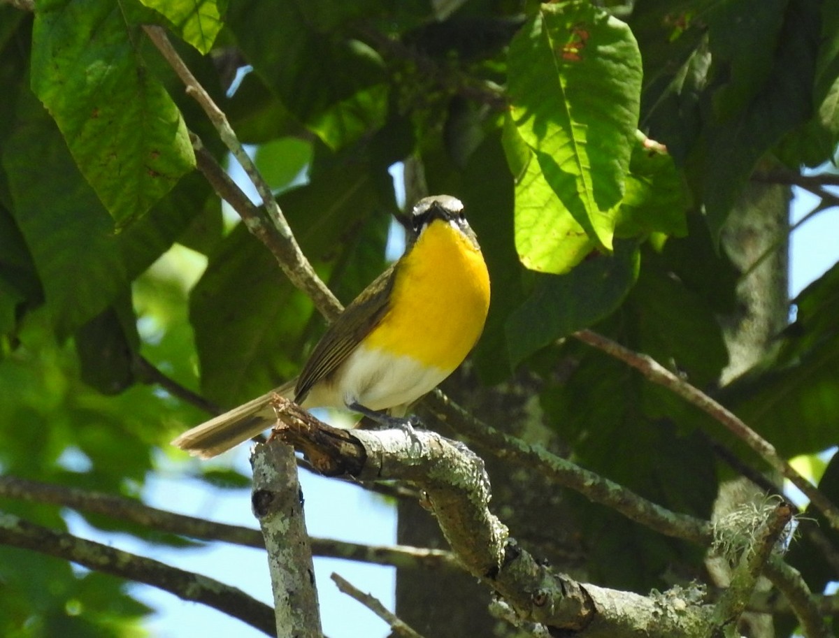 Yellow-breasted Chat - ML236437491