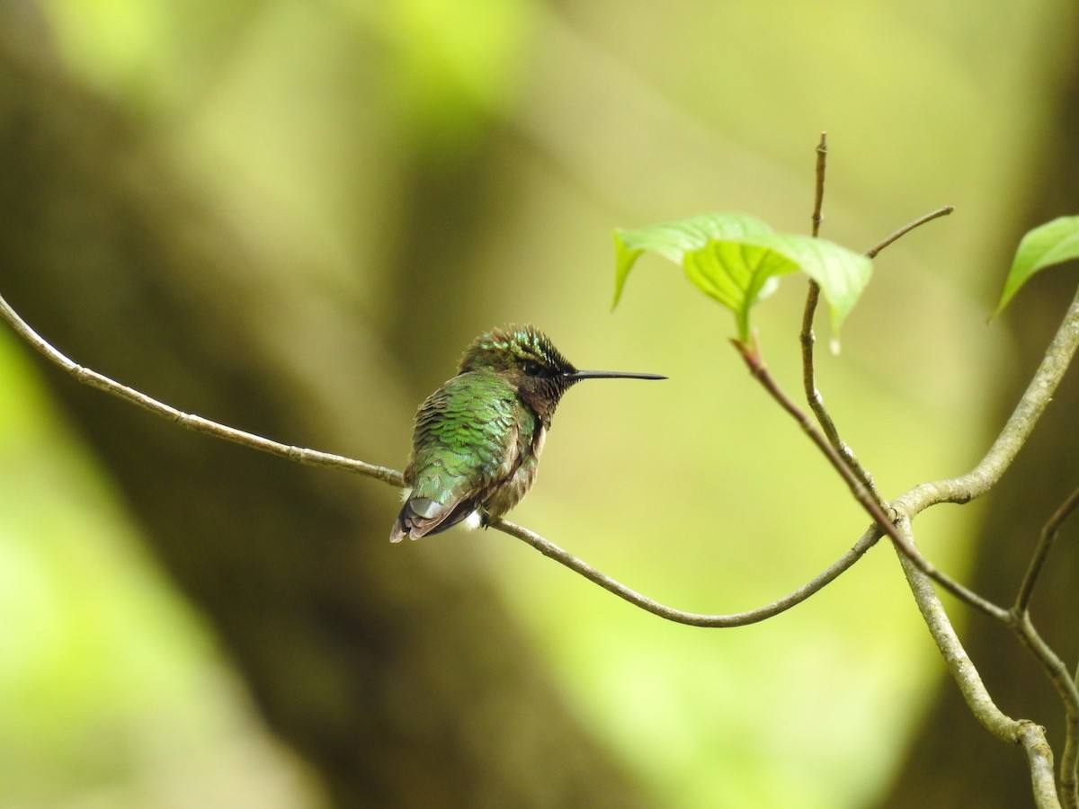 Ruby-throated Hummingbird - Adam Zorn