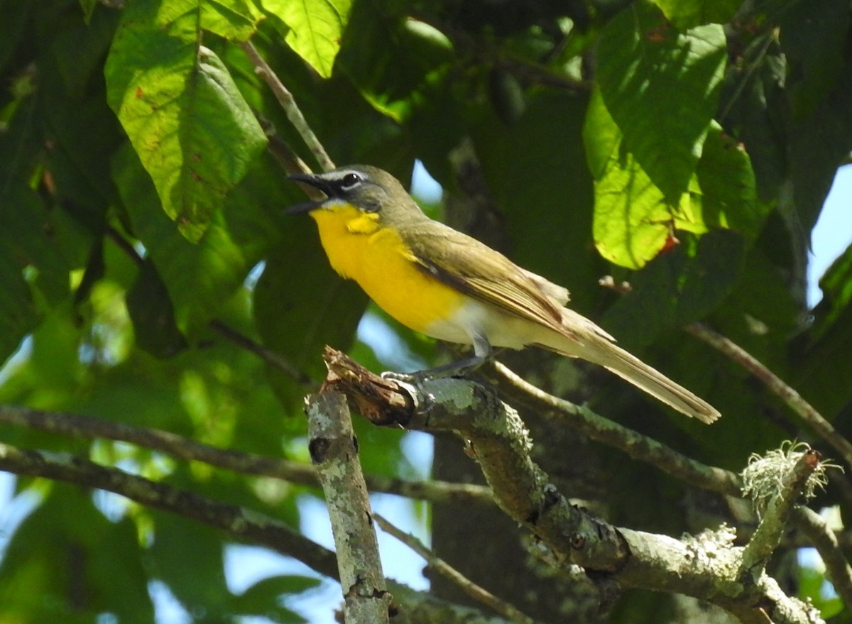 Yellow-breasted Chat - ML236437821