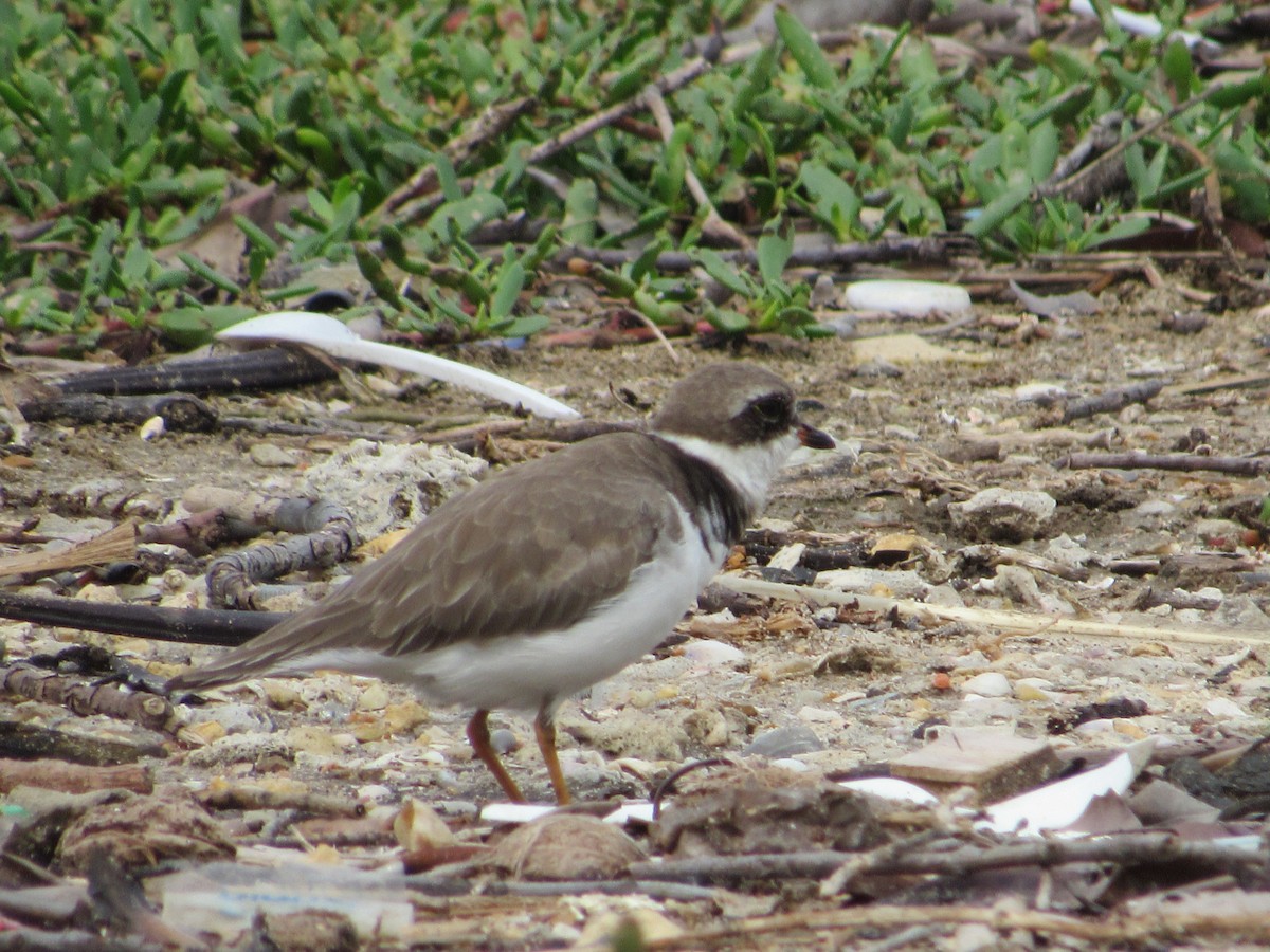 Semipalmated Plover - ML236442221