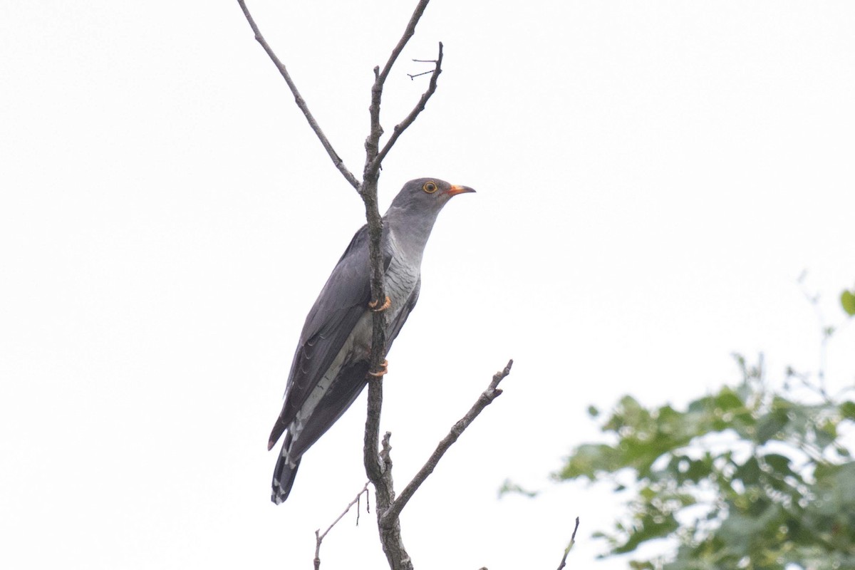 African Cuckoo - ML236445191