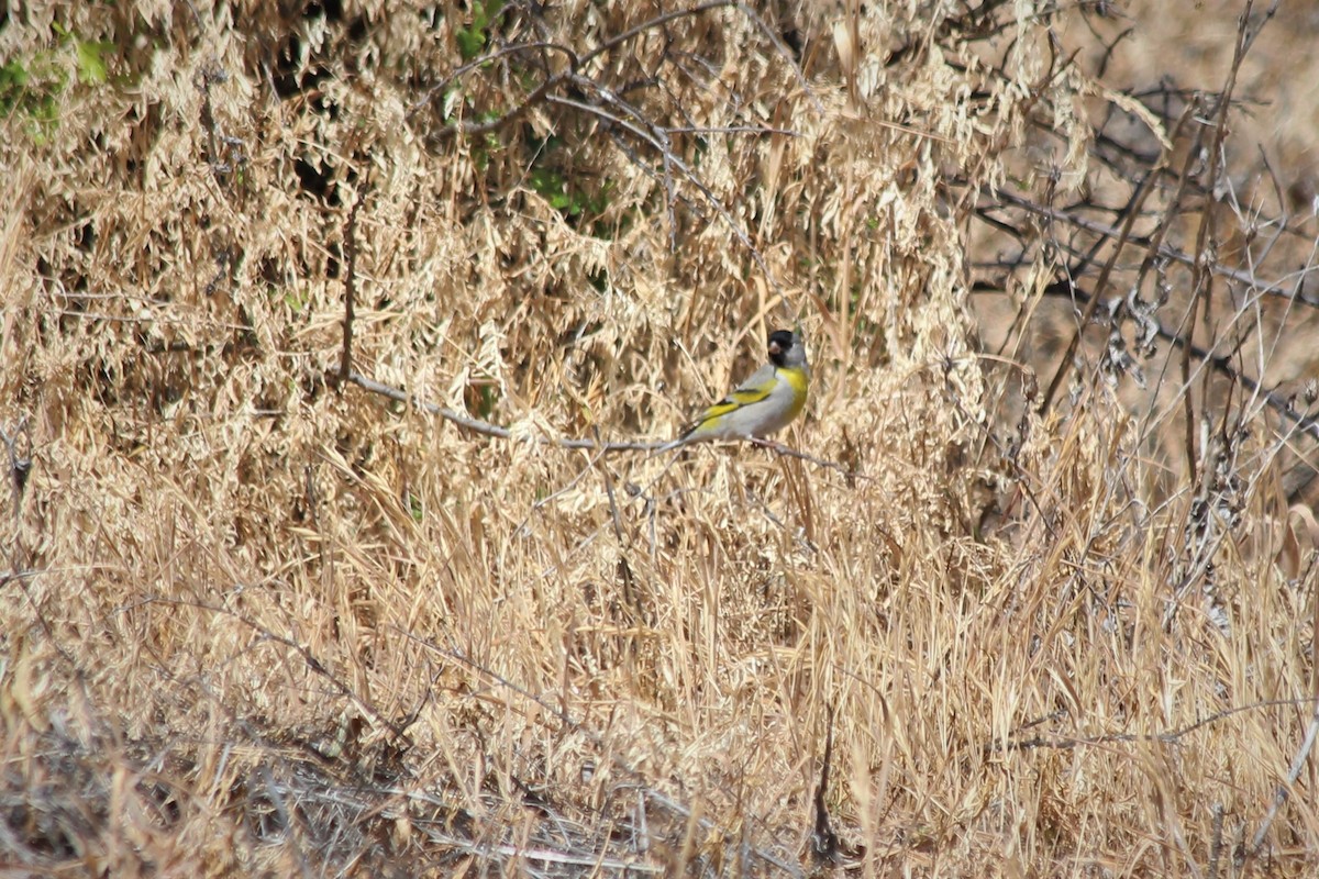Lawrence's Goldfinch - ML236446121