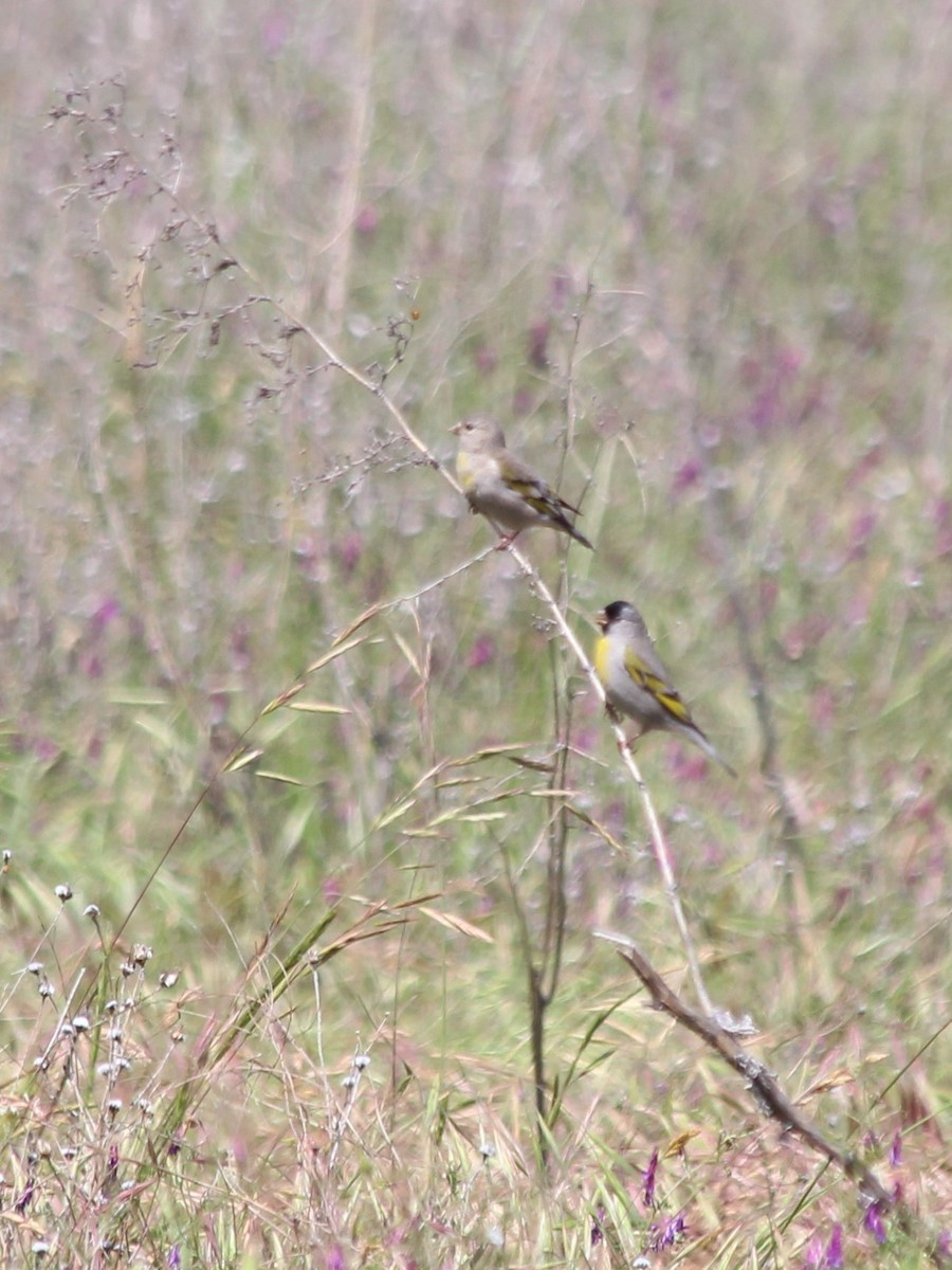 Lawrence's Goldfinch - ML236446791