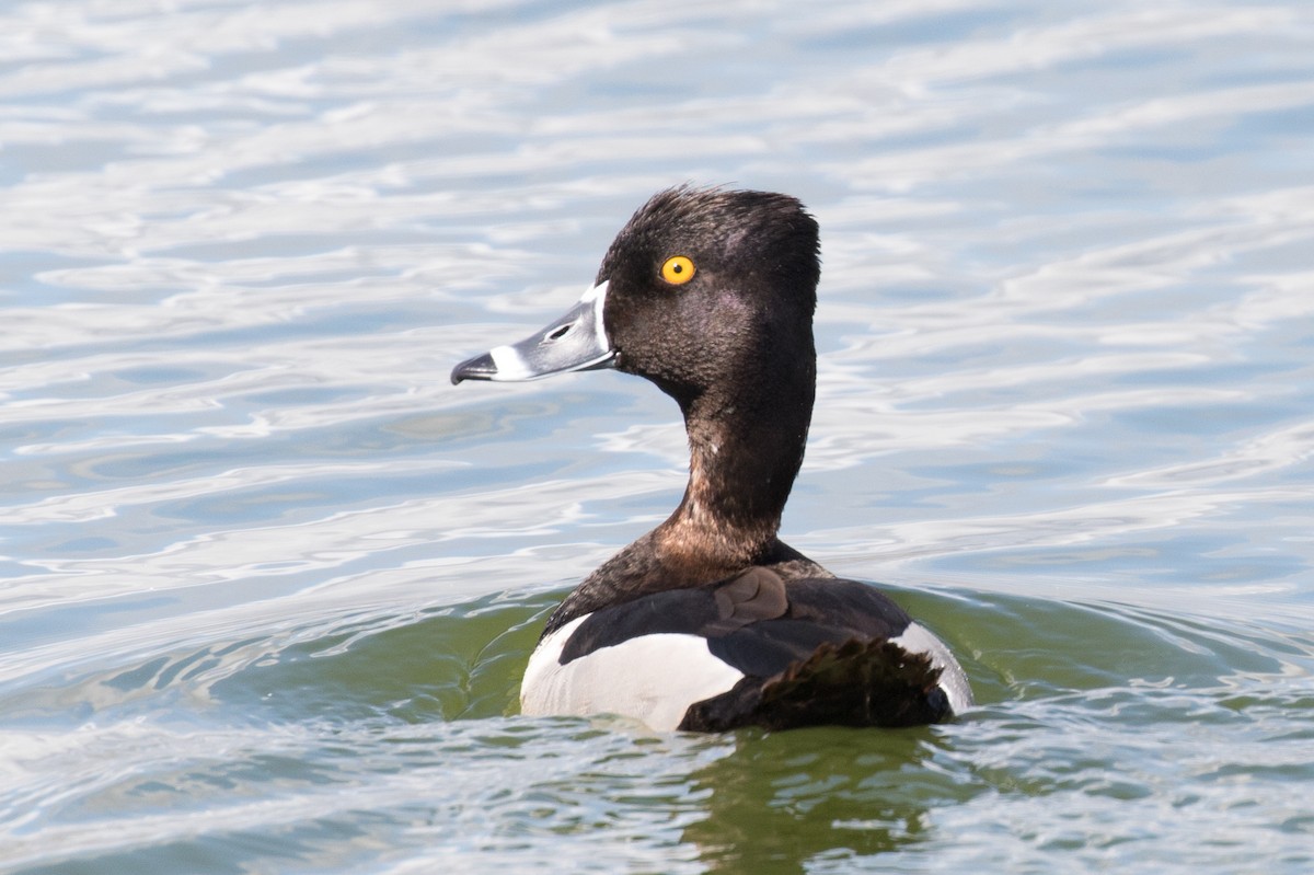 Ring-necked Duck - ML236454391