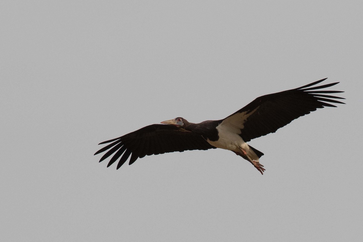 Abdim's Stork - ML236461531