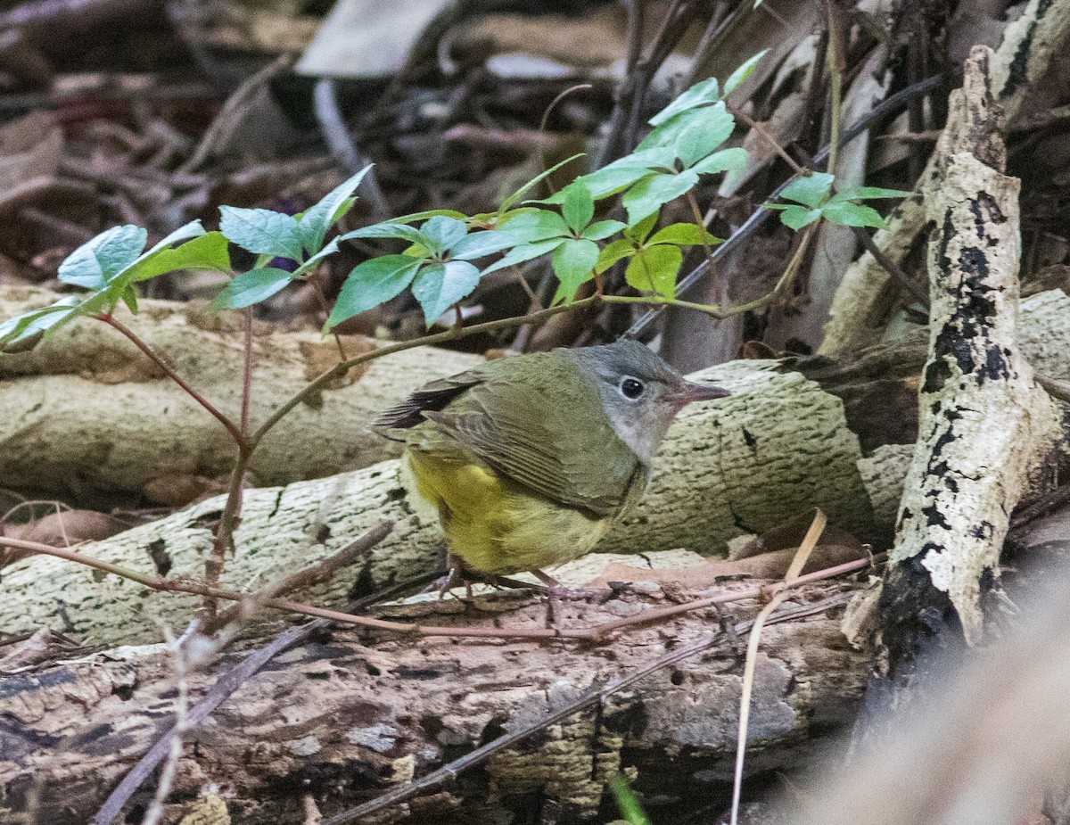 Connecticut Warbler - Mark and Holly Salvato