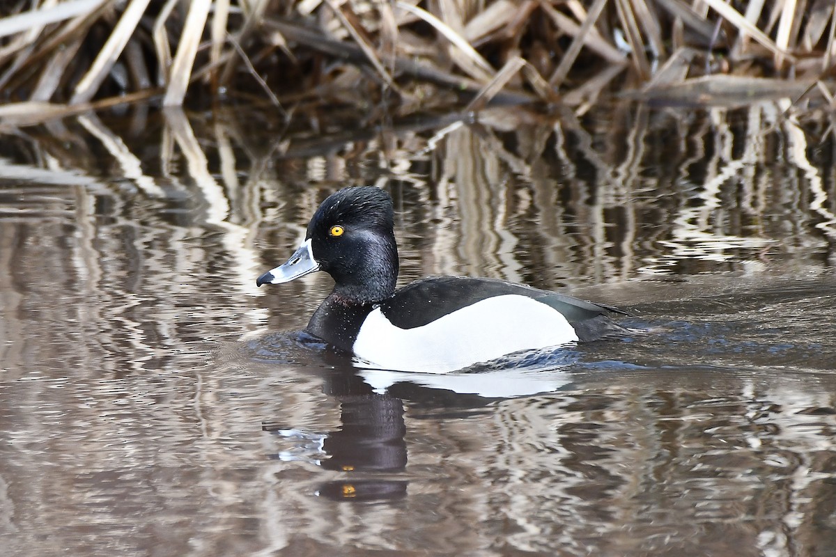 Ring-necked Duck - Nathan Hentze