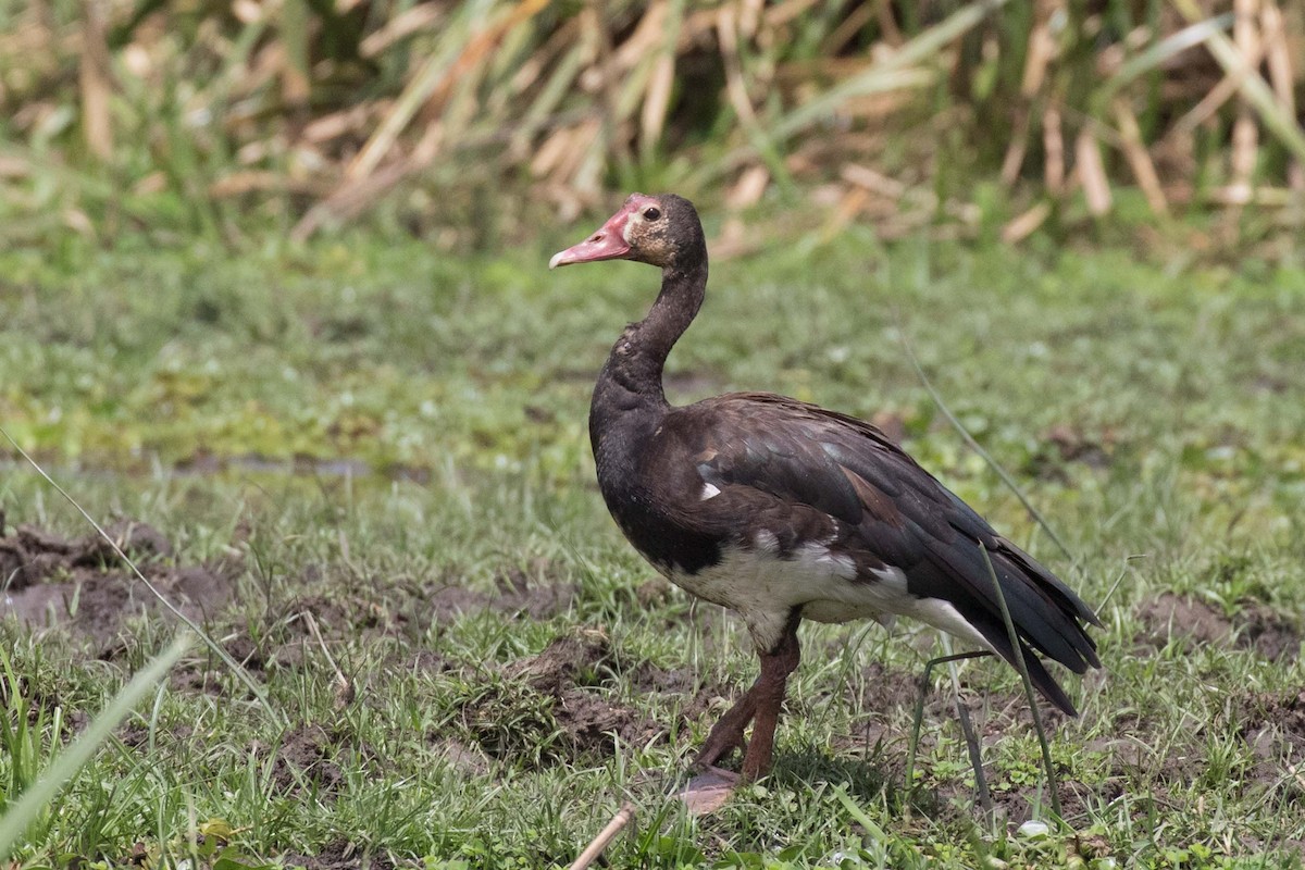 Spur-winged Goose - ML236475221