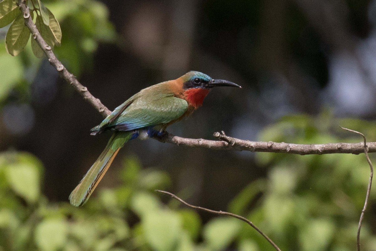 Red-throated Bee-eater - ML236476121