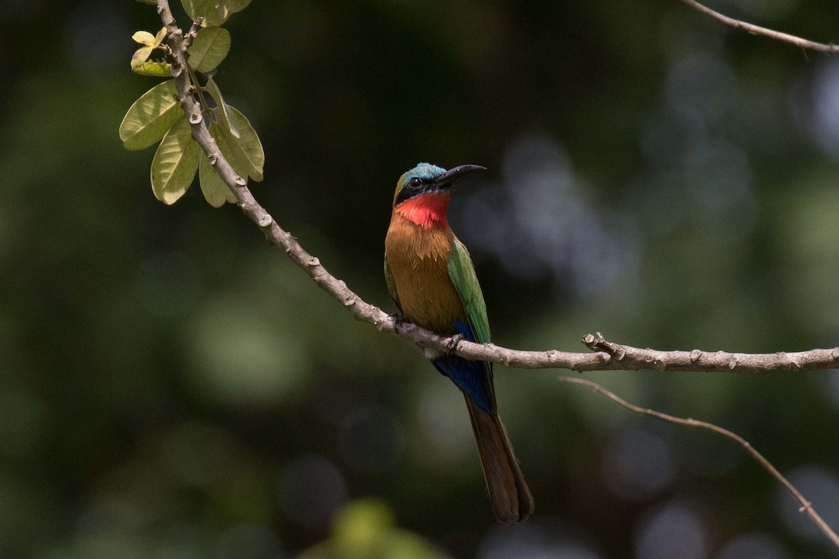 Red-throated Bee-eater - ML236476161