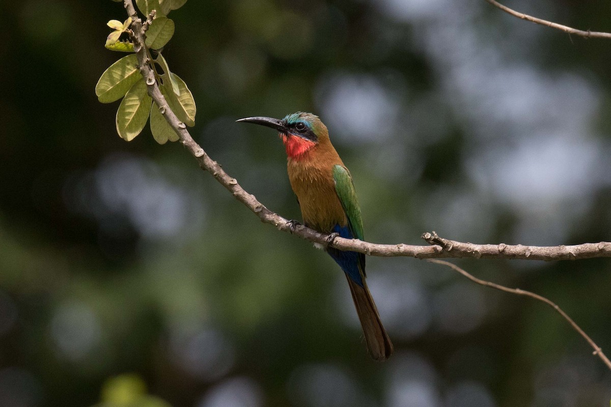 Red-throated Bee-eater - ML236476171
