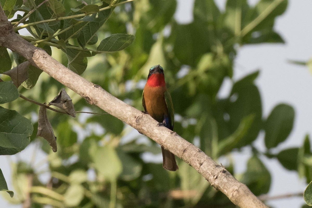 Red-throated Bee-eater - ML236479731