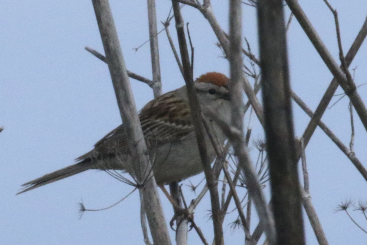 Chipping Sparrow - ML236482801