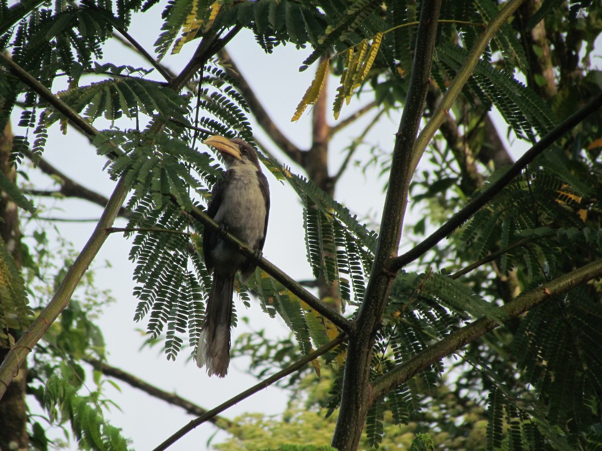 Sri Lanka Gray Hornbill - Brett Whitfield