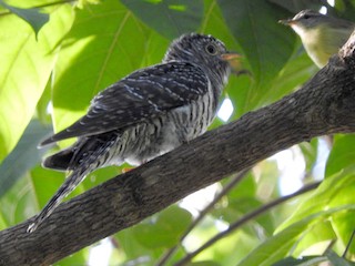 Молодая птица - Sandy Gayasih - ML236485651