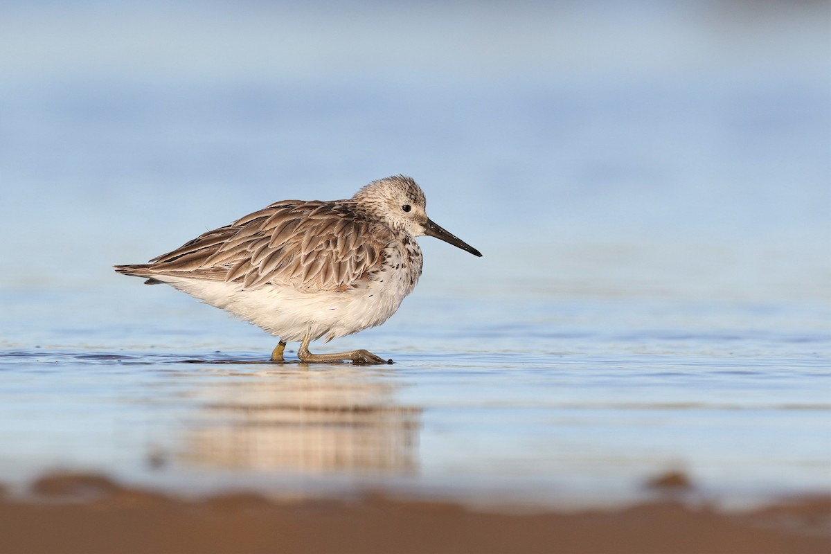 Great Knot - ML236485661
