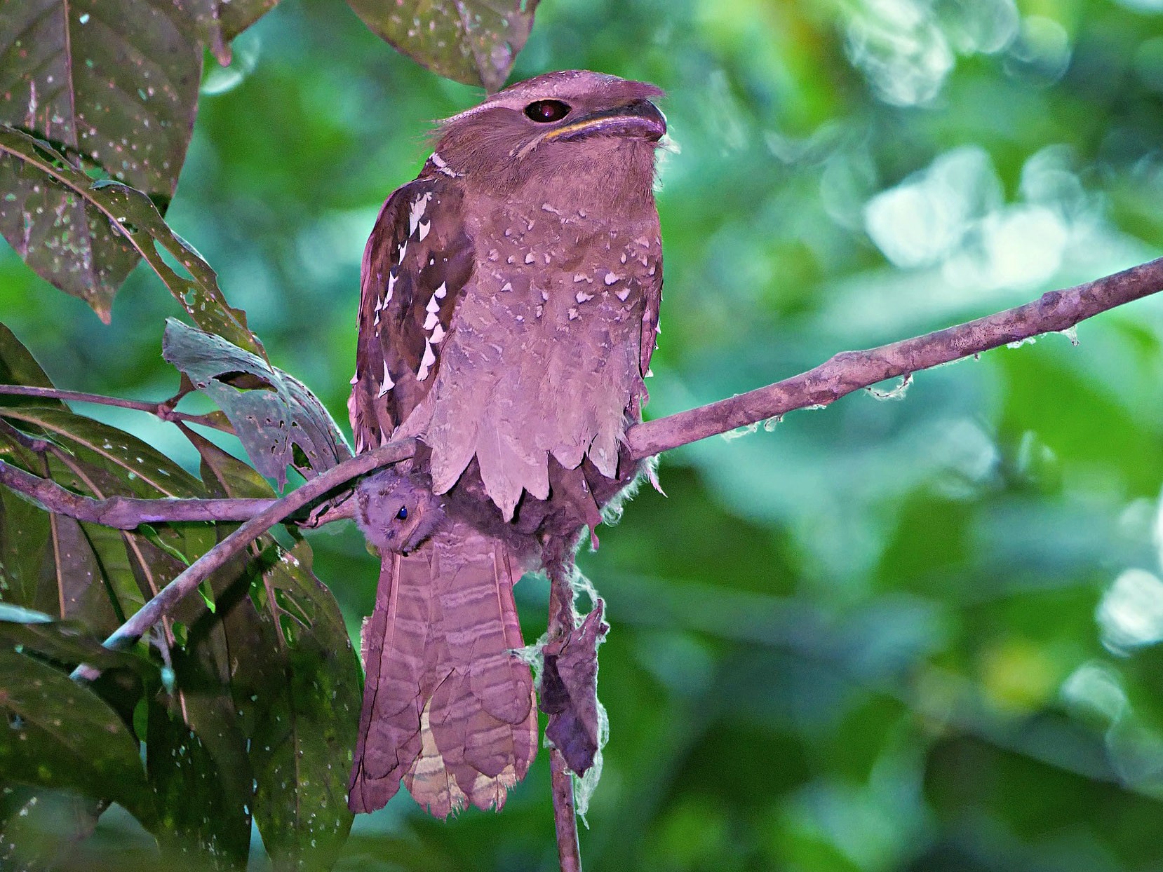 Large Frogmouth - Kai Soon Chan