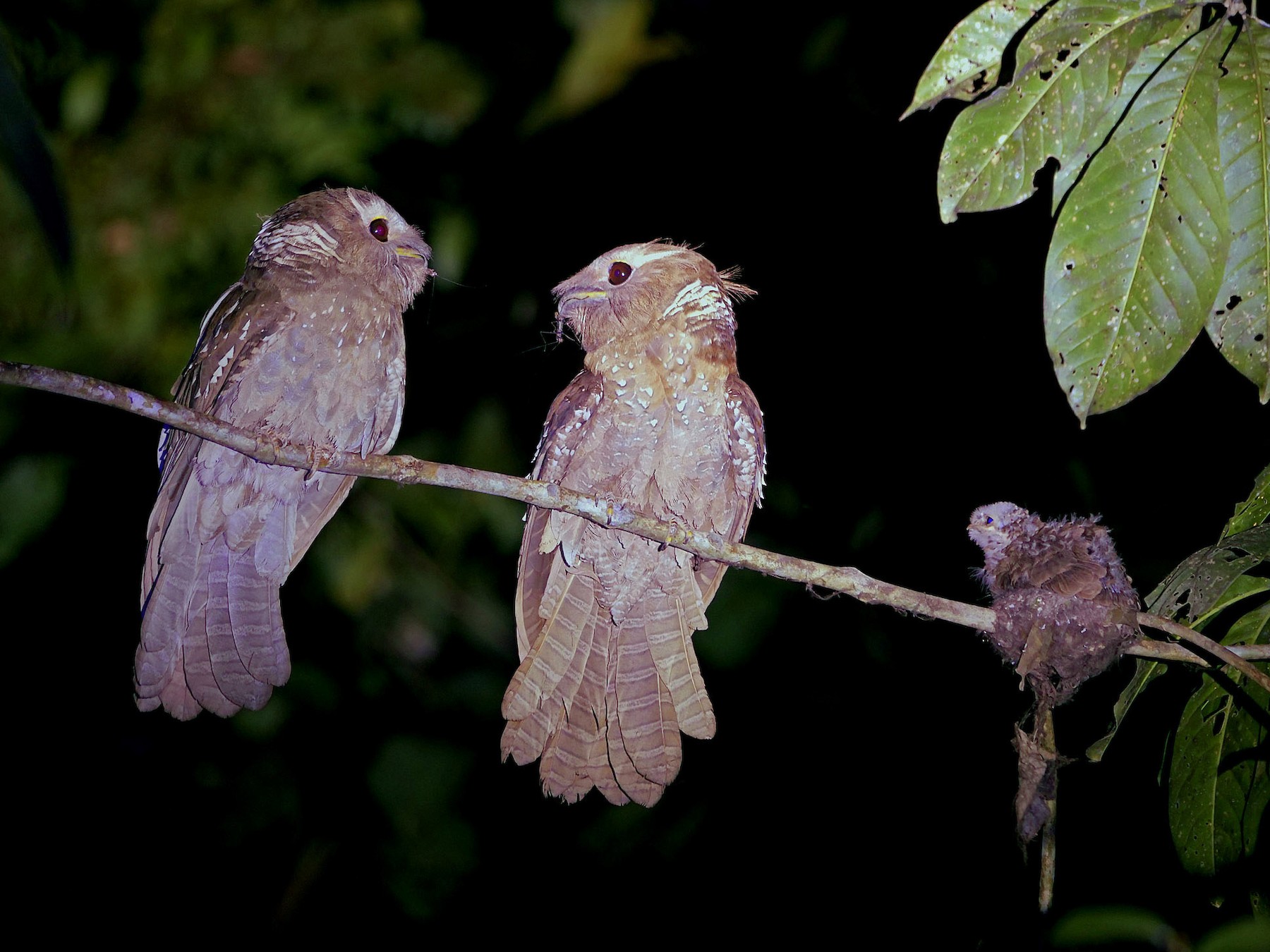 Large Frogmouth - Kai Soon Chan