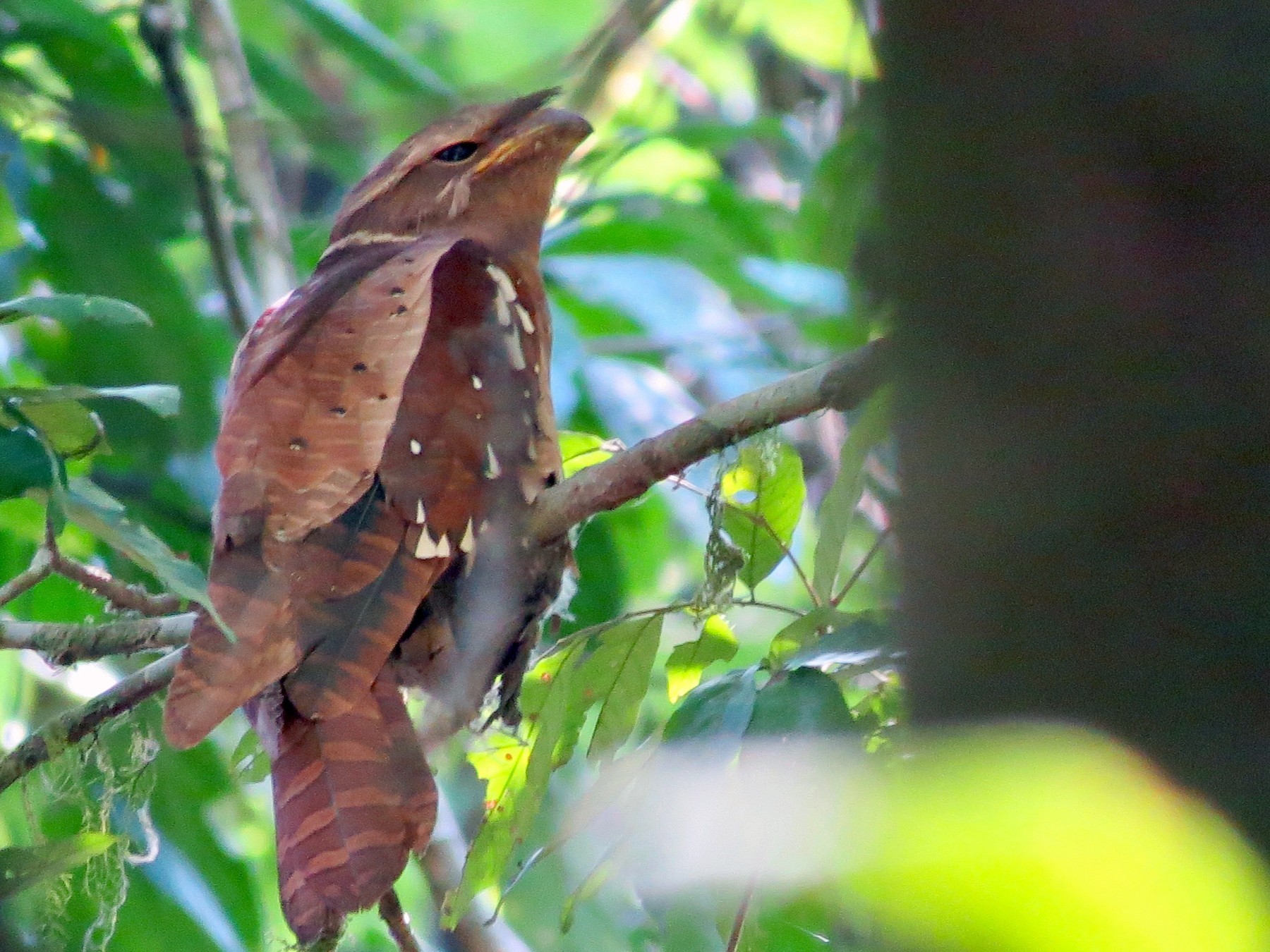 Large frogmouth