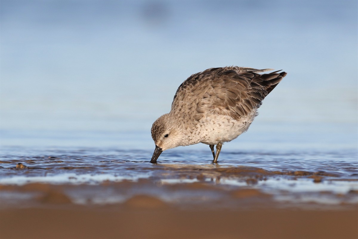 Red Knot - ML236485781