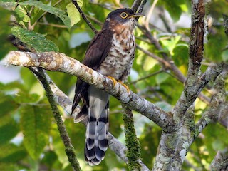 クロジュウイチ - eBird