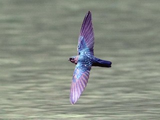 Glossy Swiftlet - eBird