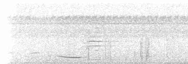 Сверкающий дронго (atrocaeruleus) - ML236487
